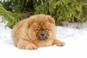 Foto №3. Chow-Chow. Russische Föderation