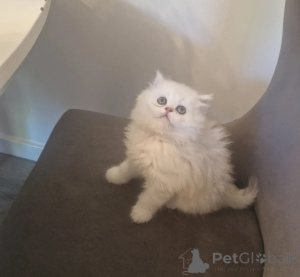 Foto №1. perserkatze - zum Verkauf in der Stadt Bielefeld | 350€ | Ankündigung № 178060