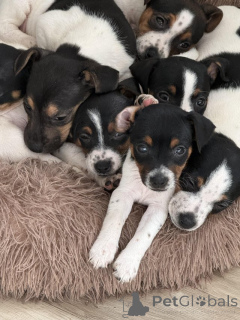 Foto №4. Ich werde verkaufen jack russell terrier in der Stadt Manchester. quotient 	ankündigung, züchter - preis - 900€