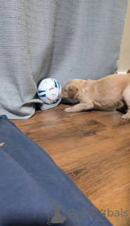 Foto №3. Golden Retriever-Welpen, tierärztlich untersucht und erste Impfung bereit. Großbritannien