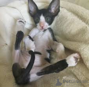 Foto №2 zu Ankündigung № 168360 zu verkaufen cornish rex - einkaufen Polen quotient 	ankündigung, züchter
