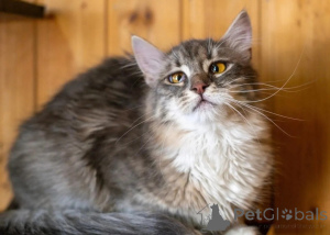 Foto №2 zu Ankündigung № 150996 zu verkaufen  - einkaufen Russische Föderation quotient 	ankündigung