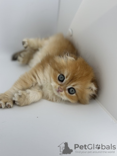 Zusätzliche Fotos: Scottish Fold goldenes Kätzchen