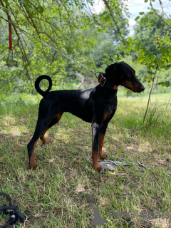 Foto №1. dobermann - zum Verkauf in der Stadt Belgrad | 3000€ | Ankündigung № 103489