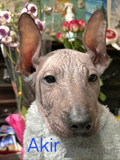 Foto №2 zu Ankündigung № 165525 zu verkaufen xoloitzcuintle - einkaufen Italien vom kindergarten