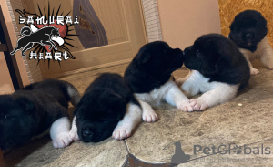 Foto №4. Paarung amerikanischer akita in Ukraine. Ankündigung № 8812