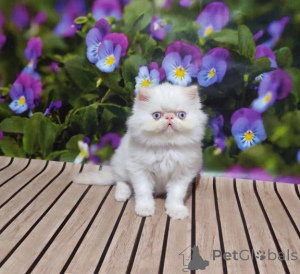Foto №1. perserkatze - zum Verkauf in der Stadt Badenheim | Frei | Ankündigung № 177742