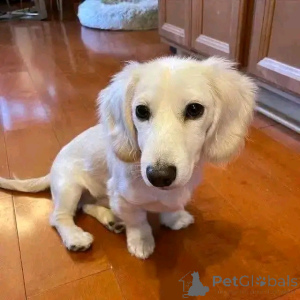 Foto №1. dackel - zum Verkauf in der Stadt Helsinki | 550€ | Ankündigung № 164547