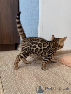 Foto №2 zu Ankündigung № 171198 zu verkaufen bengal katzenrasse - einkaufen Schweden züchter