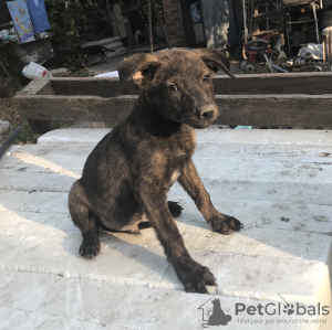 Foto №1. mischlingshund - zum Verkauf in der Stadt Krasnodar | Frei | Ankündigung № 7500