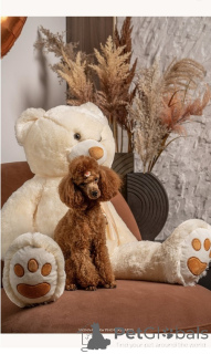 Foto №2 zu Ankündigung № 168688 zu verkaufen pudel (toy) - einkaufen Serbien züchter