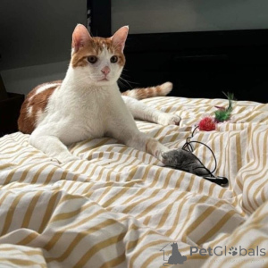 Foto №1. europäisch kurzhaar - zum Verkauf in der Stadt Dijon | 800€ | Ankündigung № 145314