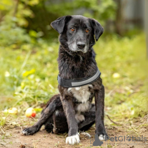 Foto №3. Der zarte und rührende Knopa sucht ein Zuhause.. Russische Föderation