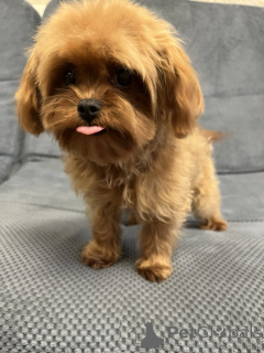 Foto №4. Ich werde verkaufen maltipu in der Stadt Kiew. quotient 	ankündigung, vom kindergarten, züchter - preis - 1500€