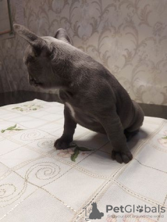 Foto №4. Ich werde verkaufen französische bulldogge in der Stadt Würzburg. quotient 	ankündigung - preis - 500€