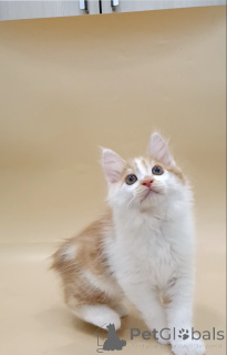 Foto №4. Ich werde verkaufen kurilen bobtail in der Stadt Brest. quotient 	ankündigung, vom kindergarten, züchter - preis - verhandelt