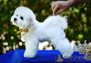 Zusätzliche Fotos: Bichon Frise Welpe zu verkaufen