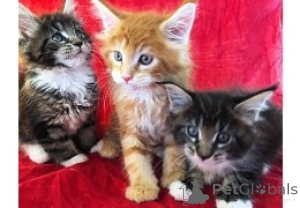 Foto №1. maine-coon-katze - zum Verkauf in der Stadt Helsinki | verhandelt | Ankündigung № 174621