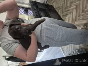 Foto №2 zu Ankündigung № 159875 zu verkaufen deutsche dogge - einkaufen Litauen quotient 	ankündigung