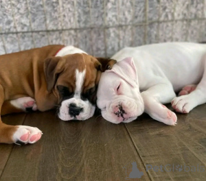 Foto №3. Boxerwelpen zur Adoption Verefar. Deutschland