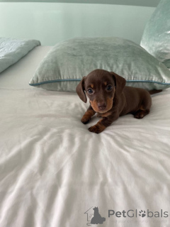 Foto №4. Ich werde verkaufen dackel in der Stadt Manila. quotient 	ankündigung - preis - verhandelt