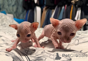 Foto №1. sphynx-katze - zum Verkauf in der Stadt Marct-Bibart | 350€ | Ankündigung № 177575