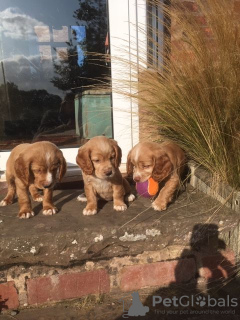 Foto №3. Wunderschöne Cocker Spaniel-Welpen. USA