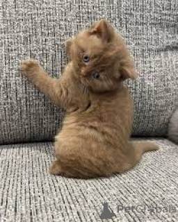 Foto №3. Schattige britische Korthaar-Kätzchen haben ein neues Zuhause gefunden.. Belgien