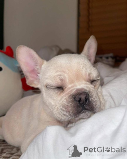 Foto №2 zu Ankündigung № 161254 zu verkaufen  - einkaufen USA 