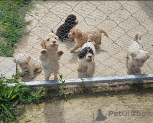 Foto №4. Ich werde verkaufen lagotto romagnolo in der Stadt Belgrad.  - preis - verhandelt