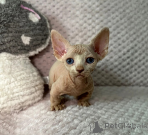 Foto №1. sphynx-katze - zum Verkauf in der Stadt Haiterbach | 350€ | Ankündigung № 178458