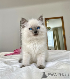 Foto №1. ragdoll-katze - zum Verkauf in der Stadt Гамбург | 400€ | Ankündigung № 101802