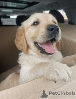 Foto №4. Ich werde verkaufen golden retriever in der Stadt Brück. quotient 	ankündigung - preis - 580€