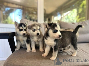 Foto №3. Süße Blauugige Sibirian Husky-Welpen Zu Verkaufen.. Deutschland