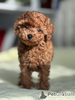 Foto №2 zu Ankündigung № 164039 zu verkaufen pudel (toy) - einkaufen Finnland quotient 	ankündigung, aus dem tierheim