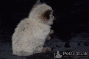 Foto №4. Ich werde verkaufen ragdoll-katze in der Stadt Cádiz. quotient 	ankündigung, züchter - preis - 300€