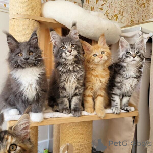 Foto №1. maine-coon-katze - zum Verkauf in der Stadt Bad Wildungen | 350€ | Ankündigung № 170874