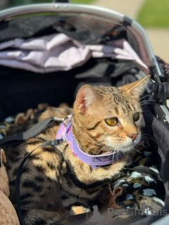 Foto №1. bengal katzenrasse - zum Verkauf in der Stadt Thun | 750€ | Ankündigung № 152715