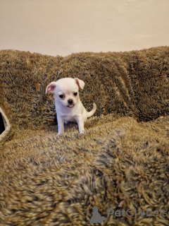 Foto №3. Wunderschöne Chihuahua -ander. Deutschland