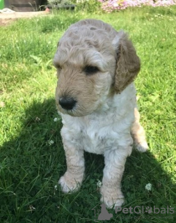 Foto №3. AJ Mini Golden Doodle Puppies jetzt erhältlich!. USA