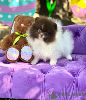 Foto №3. Toilette ausgebildeter Pommerianer. Estland