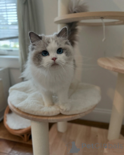 Foto №1. ragdoll-katze - zum Verkauf in der Stadt Como | verhandelt | Ankündigung № 156952