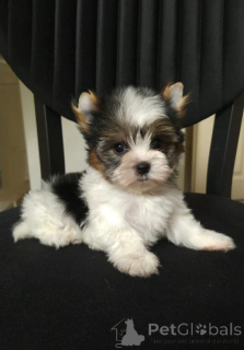 Foto №1. biewer terrier - zum Verkauf in der Stadt Balekesir | 581€ | Ankündigung № 159181