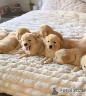 Foto №1. golden retriever - zum Verkauf in der Stadt Gendt | 700€ | Ankündigung № 163112