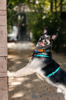 Foto №3. Monty wartet auf seinen Mann.. Russische Föderation