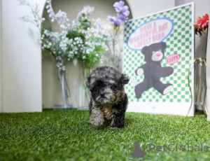 Foto №1. malteser - zum Verkauf in der Stadt Michigan City | verhandelt | Ankündigung № 154329