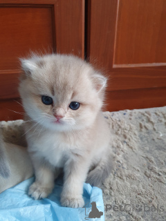 Foto №3. Julia Vladimirovna Fonareva. Russische Föderation