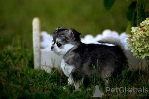 Foto №1. chihuahua - zum Verkauf in der Stadt Grudziądz | 3000€ | Ankündigung № 117007