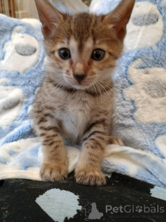 Foto №1. savannah-katze - zum Verkauf in der Stadt Berlin | 242€ | Ankündigung № 155491