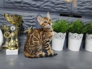 Foto №3. Kennel & quot; Wunderbare Katzen & quot; bietet an, auf die Kätzchen der. Weißrussland